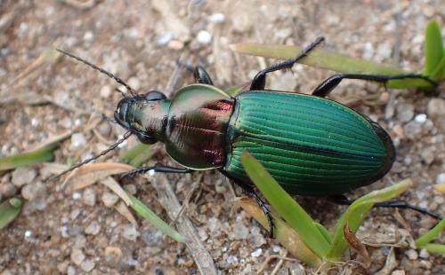 Réf. 231 445 : Poecilus kugelanni